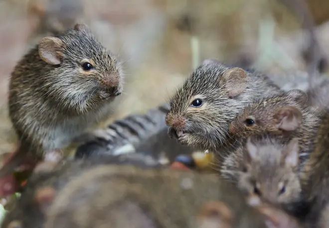 There's an estimates 120 million rats in the UK
