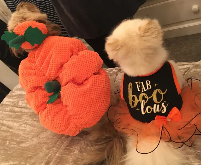 The dogs show off the back detailing of their outfits