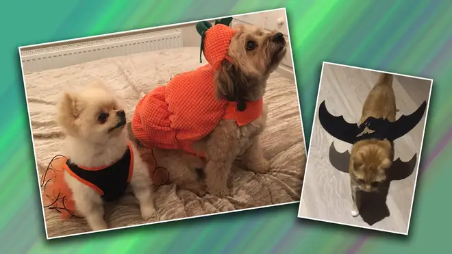 These Heart pets road tested some Halloween costumes