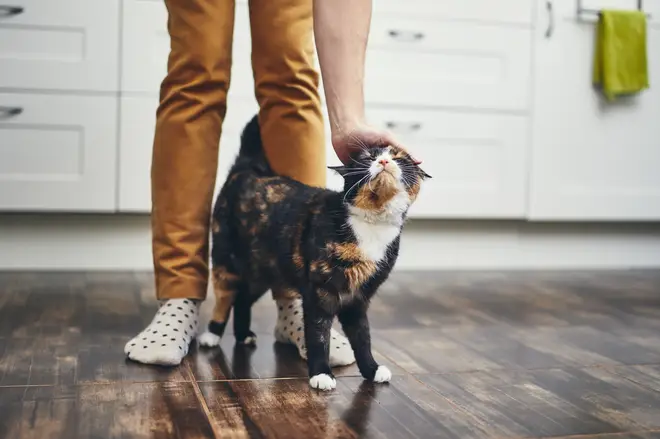 Most cat owners consider their pets a member of the family