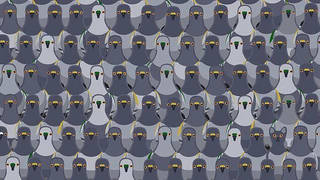 Can you spot the cat among the pigeons in this tricky brainteaser?