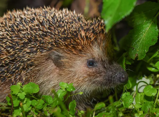 Hedgehogs can be hiding inside bonfires