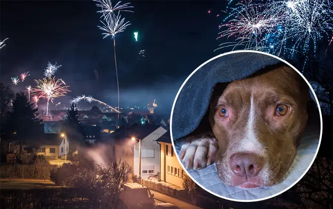 The poor puppy passed away as a result of terrifying fireworks