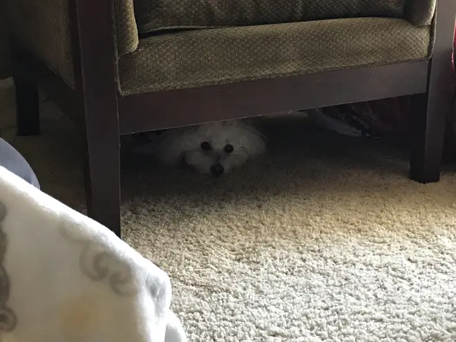 Pets will often cower under furniture and be visibly shaken by the loud noises