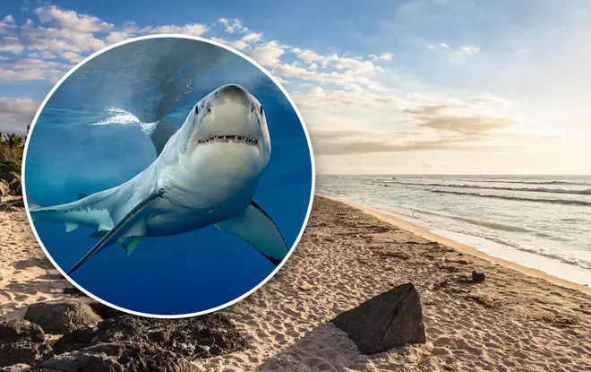 The shark was found to have a hand with a ring in its stomach