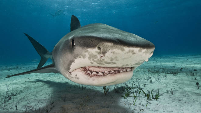 Tiger sharks are terrifying creatures