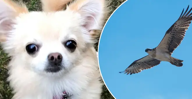 The Chihuahua had a lucky escape after being targeted by a bird of prey
