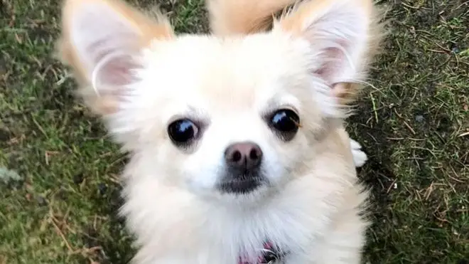 Emma the chihuahua was snatched by a bird of prey