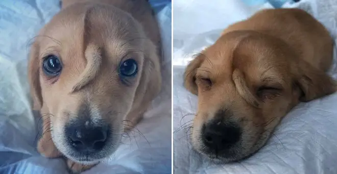 The adorable puppy was found by a rescue organisation