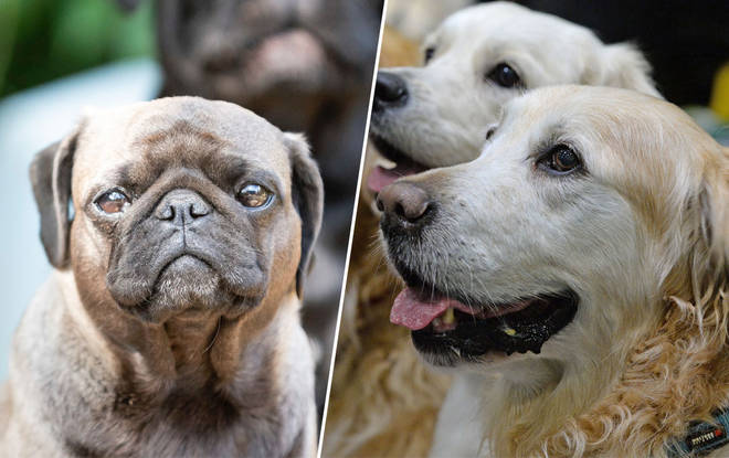 The most popular doggies of the year have been revealed