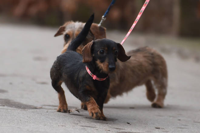 Sausage dogs were also on the list of popular dogs